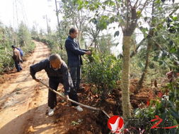 龜山公園二期已完成總工程量百分之七十